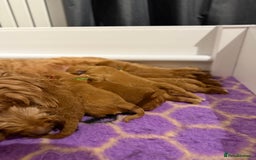 Australian Labradoodle dogs for sale: Red Australian Labradoodle Puppies - WALA Multigen - Image 11