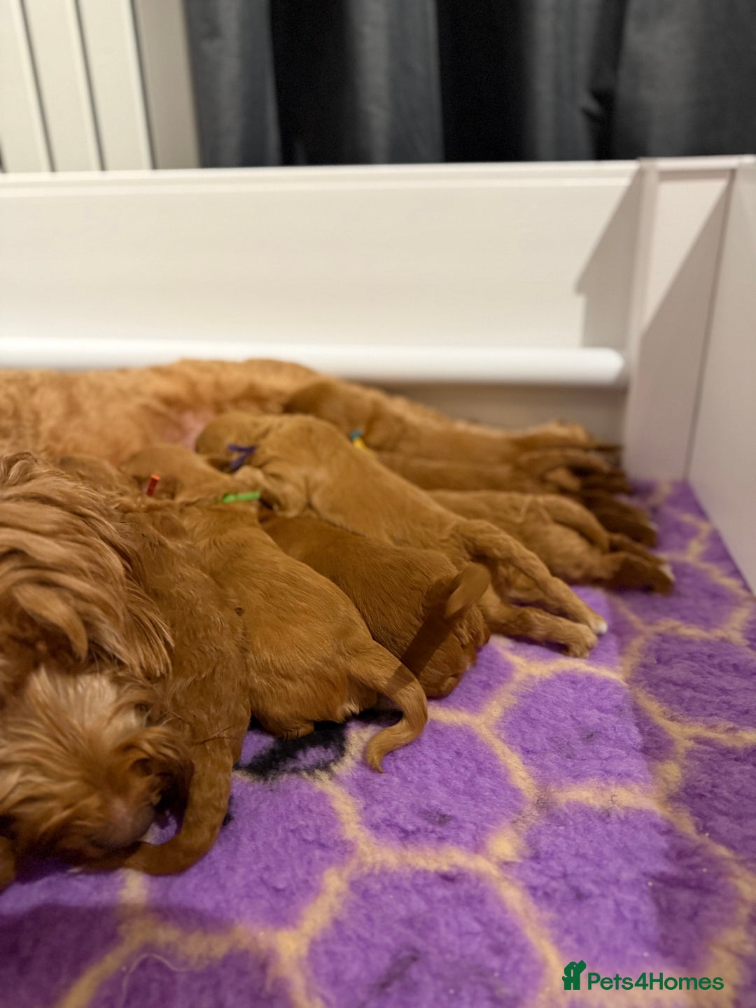 Australian Labradoodle dogs for sale: Red Australian Labradoodle Puppies - WALA Multigen - Image 11