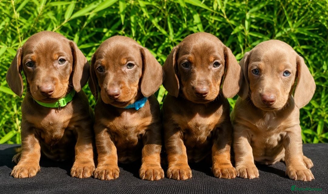 Miniature Dachshund dogs OUtSTANDING KC REGISTERED MINATURE DACHUNDS - Advert 1