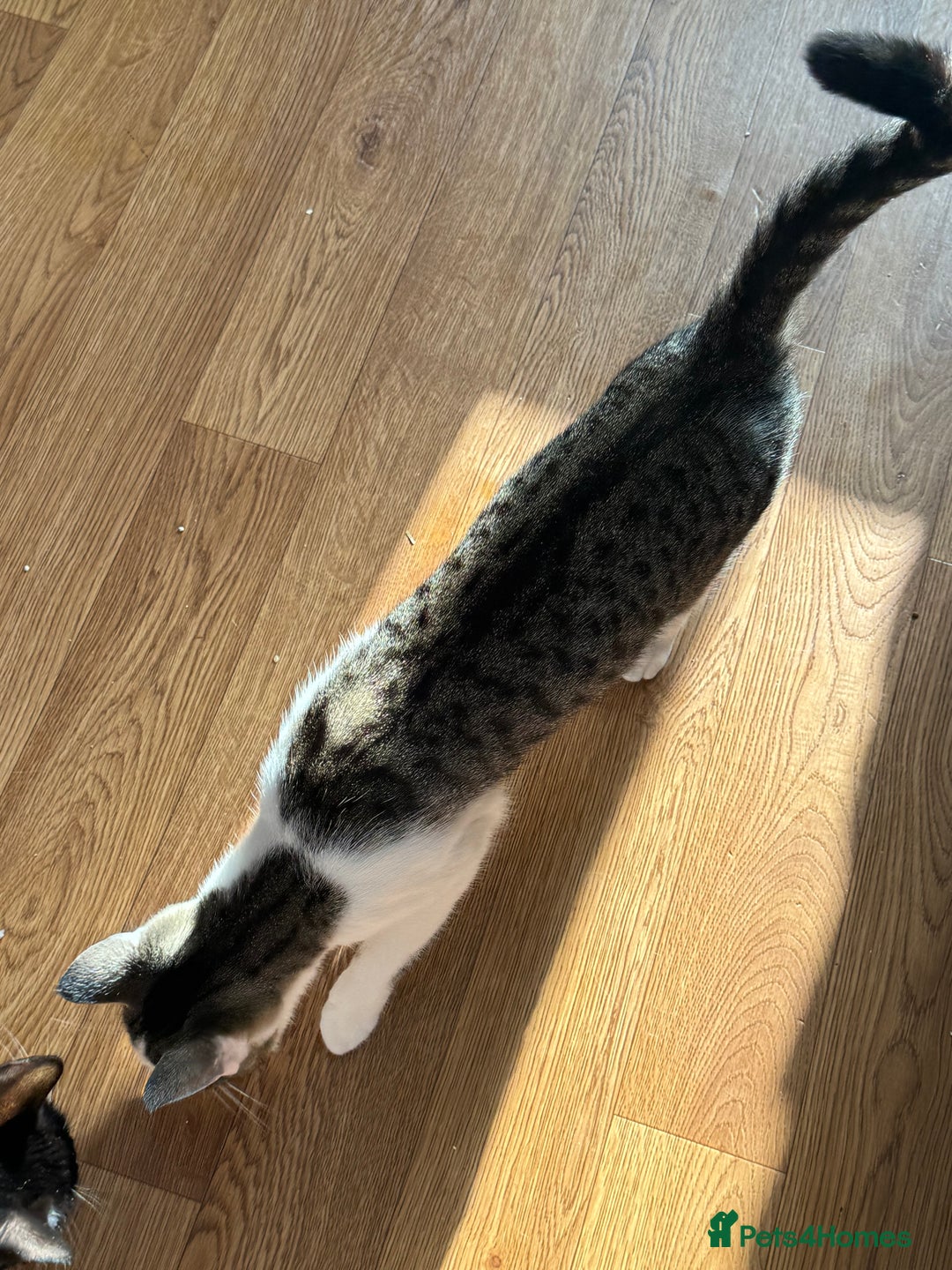 Mixed Breed cats for sale: Gorgeous year old girl  - Image 3