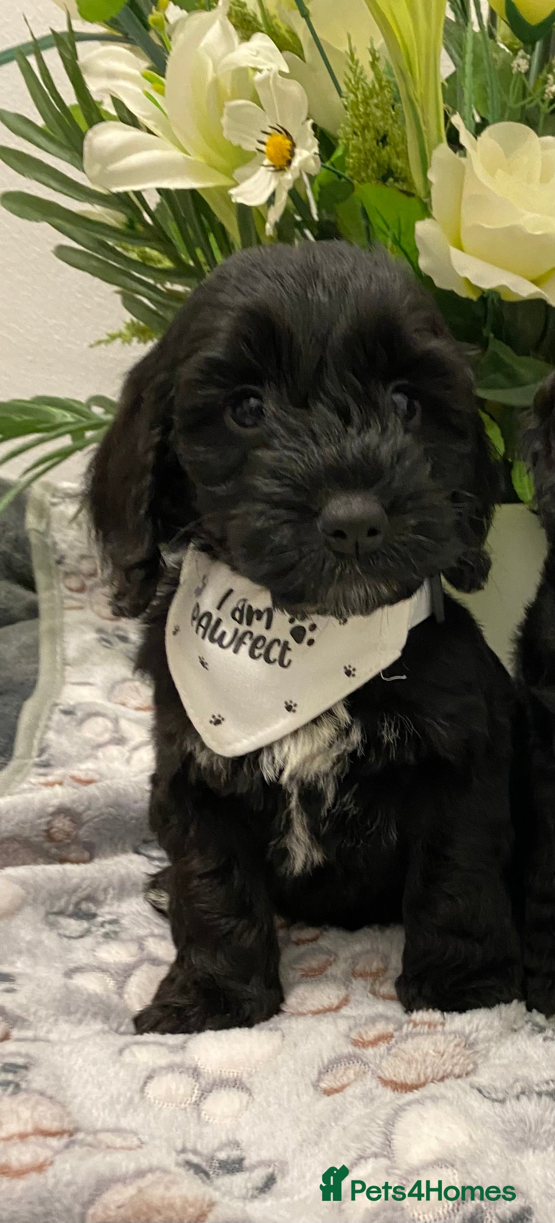 Cockapoo dogs for sale: F1show type Cockapoo. Health tested parents  - Image 4