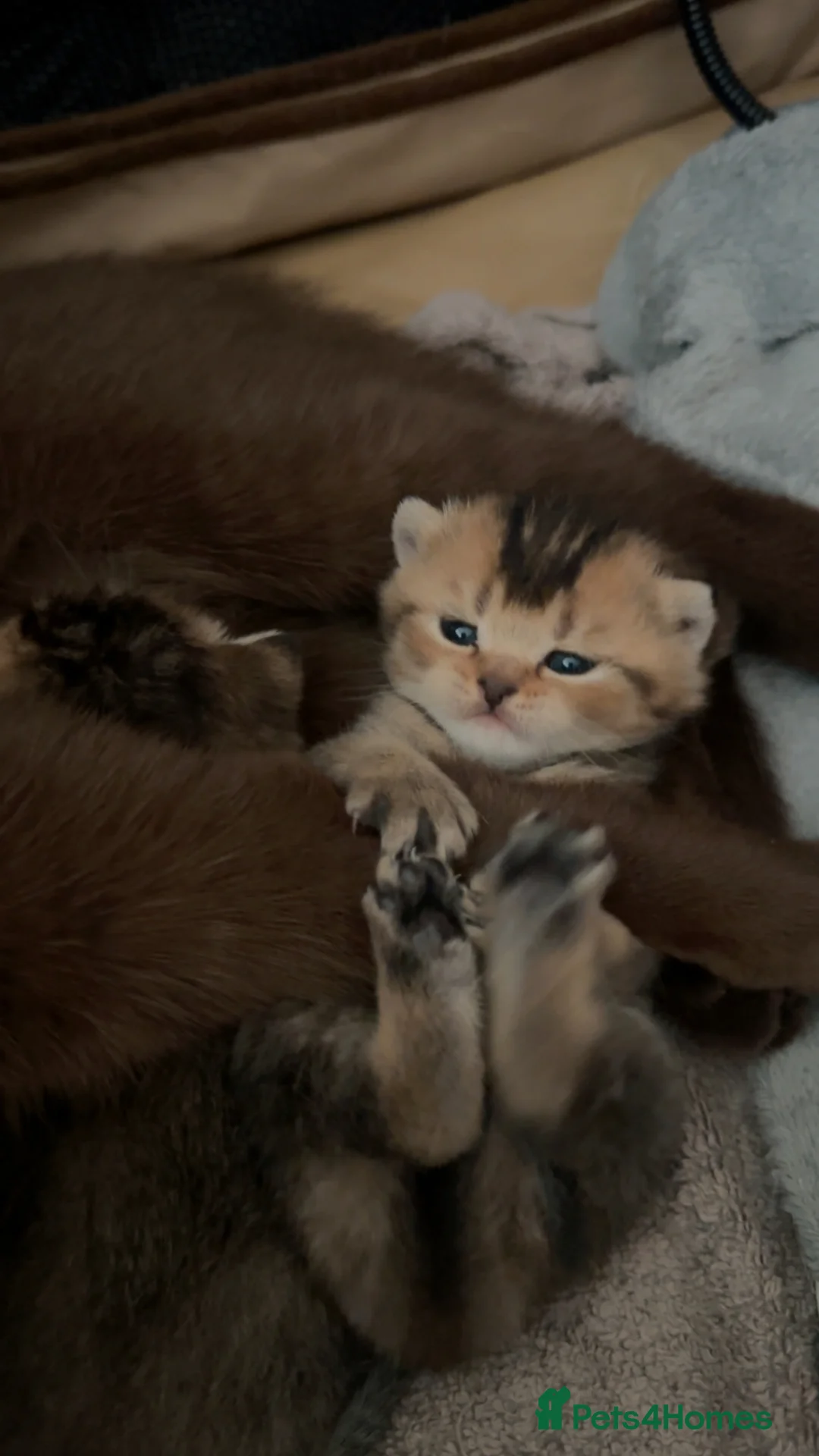 Scottish Fold cats for sale: British Shorthair × Scottish Fold Kittens 🐾 - Advert 2