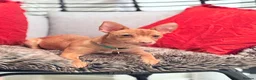 Jack Russell dogs for stud: 🐾 Miniature Jack Russell Male – Stud Available 🐾 - Advert 14