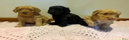 Cockapoo dogs for sale: Beautiful f1 cockapoo puppies  in King's Lynn - Advert 4