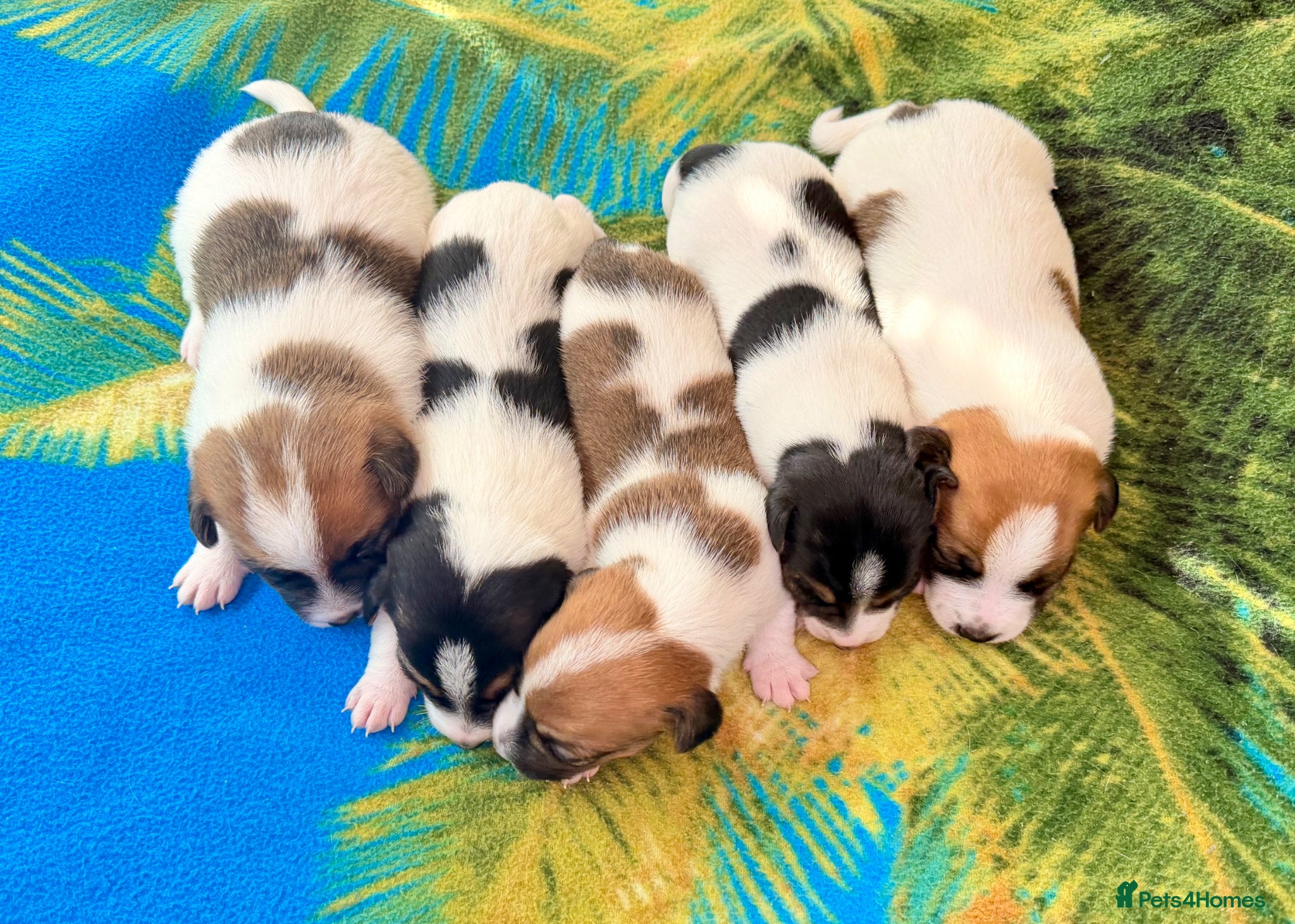Jack Russell dogs Jack Russel Terrier Puppies 🐶🐾 - Advert 1