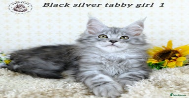 Maine Coon cats - Advert 3