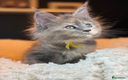 Maine Coon cats for sale: TICA Ginger, Red & Blue Tortie Maine Coon  - Image 4