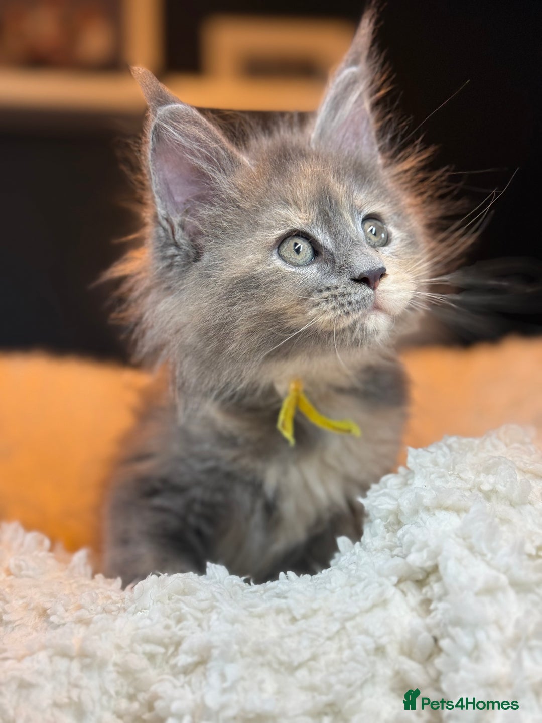 Maine Coon cats for sale: TICA Ginger, Red & Blue Tortie Maine Coon  - Image 4