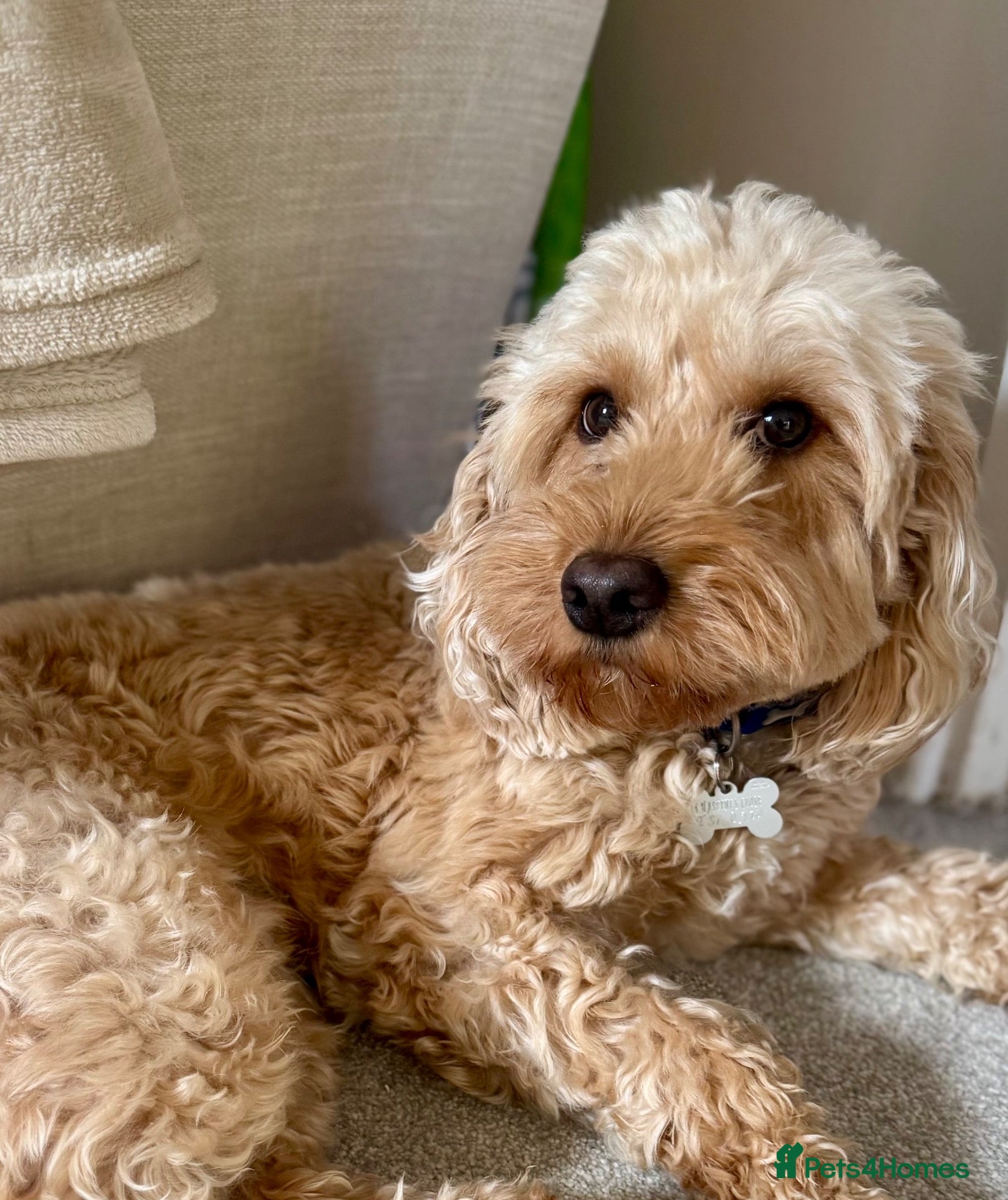 Cockapoo dogs for sale: Beautiful F1 Miniature Cockapoo rehome - Advert 6