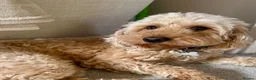 Cockapoo dogs for sale: Beautiful F1 Miniature Cockapoo rehome - Advert 1