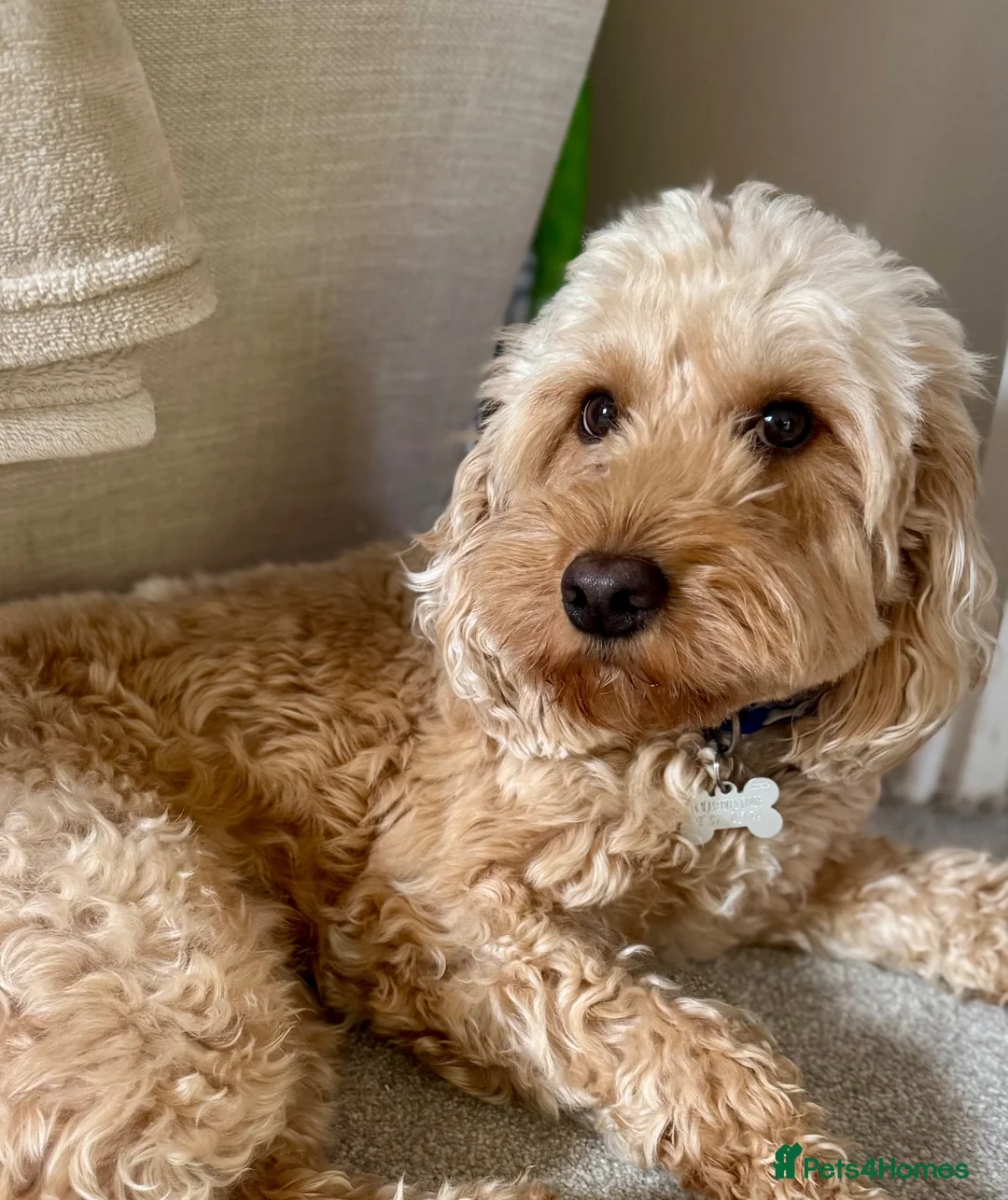 Cockapoo dogs for sale: Beautiful F1 Miniature Cockapoo rehome - Advert 1