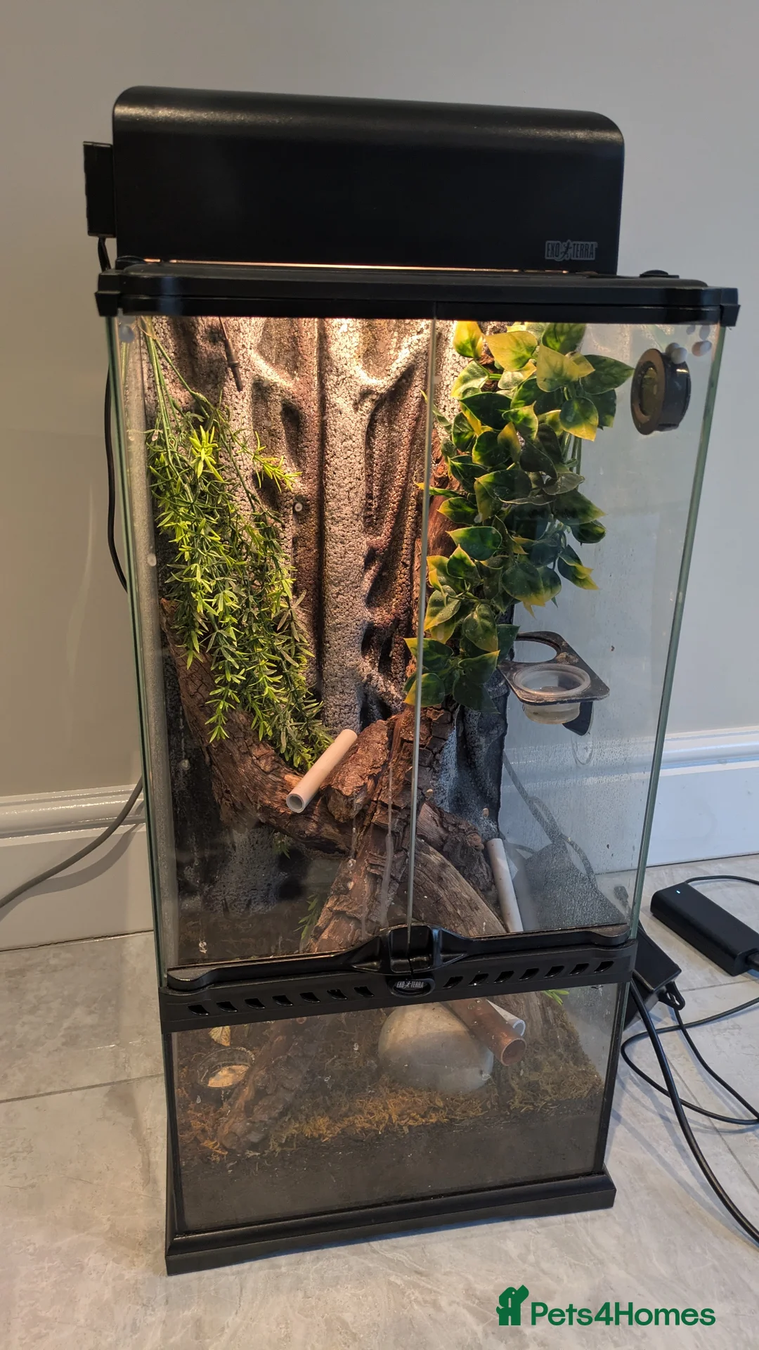 Lizard reptiles for sale: Mourning Geckos and Setup Exoterra - Advert 1