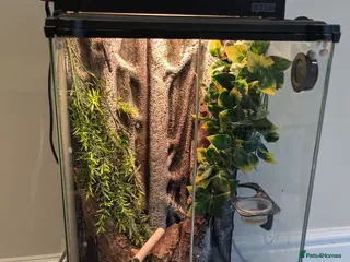 Lizard reptiles Mourning Geckos and Setup Exoterra - Advert 8