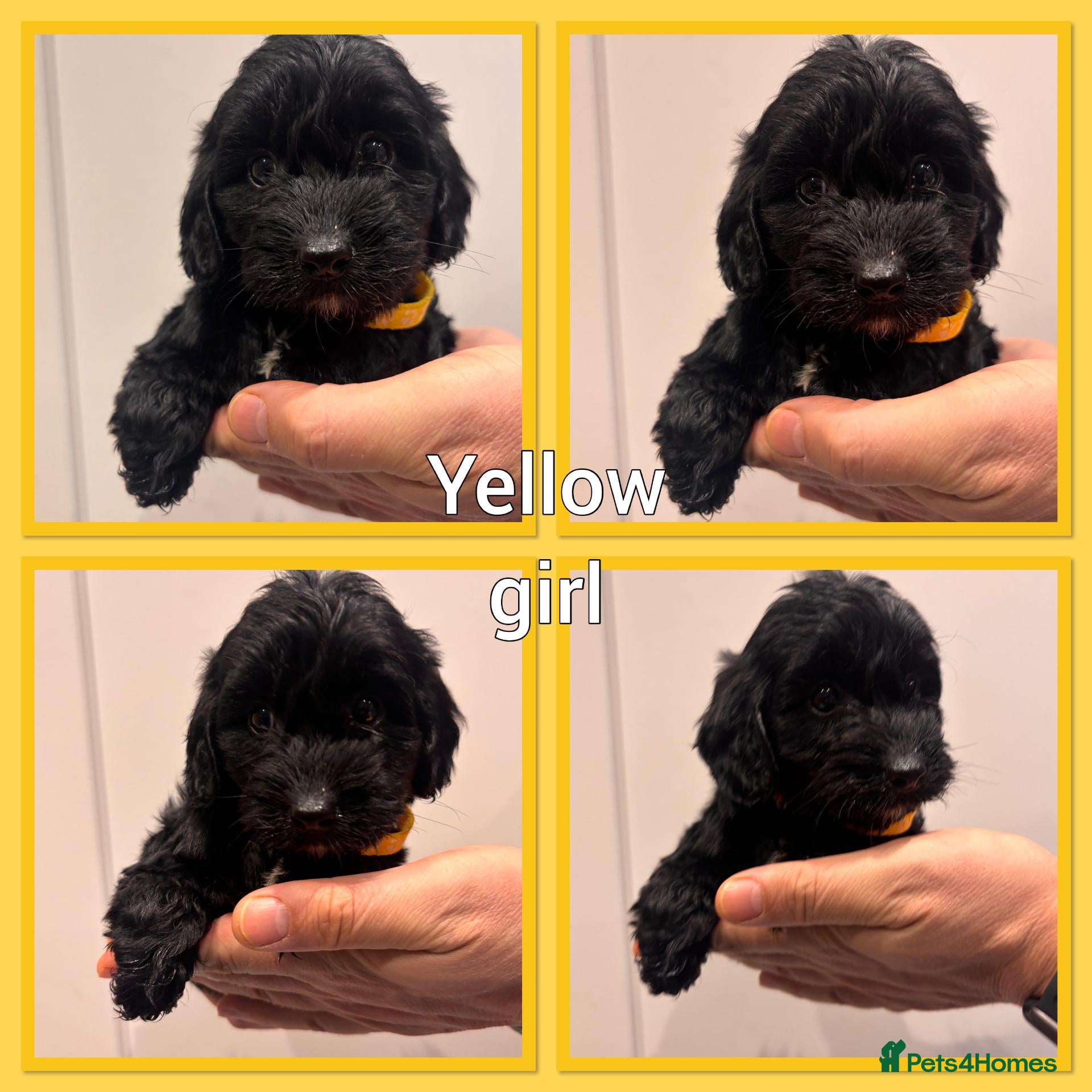Cockapoo dogs *Show*Cockapoo Ready To Leave Health Tested Pups - Advert 1