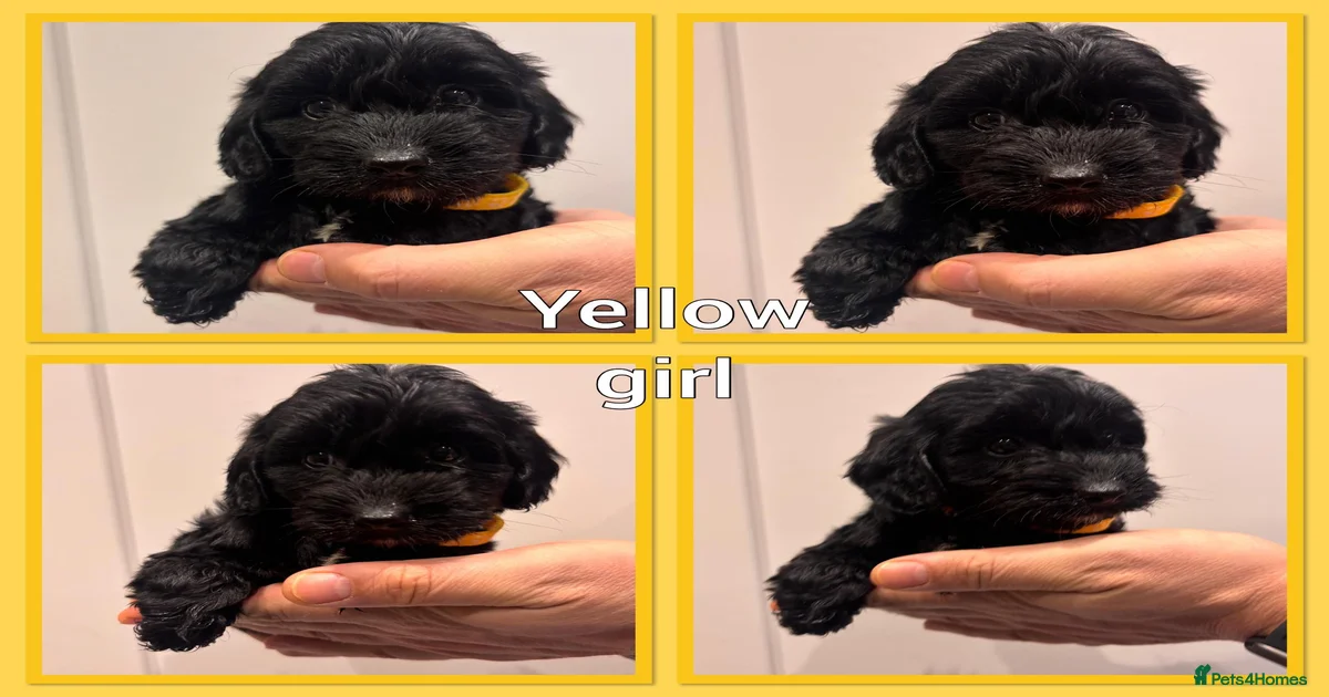 Toy size Cockapoo Puppies for sale | Pets4Homes