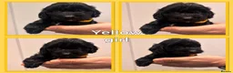 Cockapoo dogs for sale: *Show*Cockapoo Ready To Leave Health Tested Pups - Advert 9