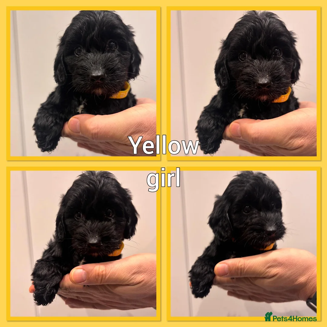 Cockapoo dogs for sale: *Show*Cockapoo Ready To Leave Health Tested Pups - Advert 9