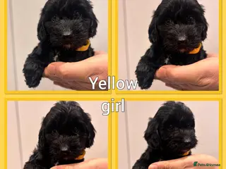 Cockapoo dogs LAST GIRL *Show*Cockapoo Can Leave Health Tested - Advert 2