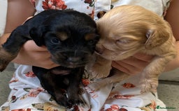 Cocker Spaniel dogs for sale: KC cocker spaniel puppies - Image 6