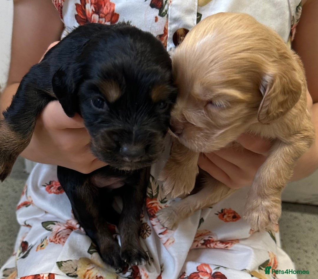 Cocker Spaniel dogs for sale: KC cocker spaniel puppies - Image 6