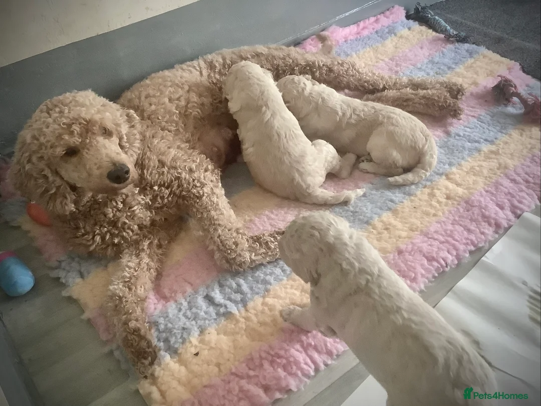 Standard Poodle dogs for sale: KC Standard Poodles due September - Advert 2