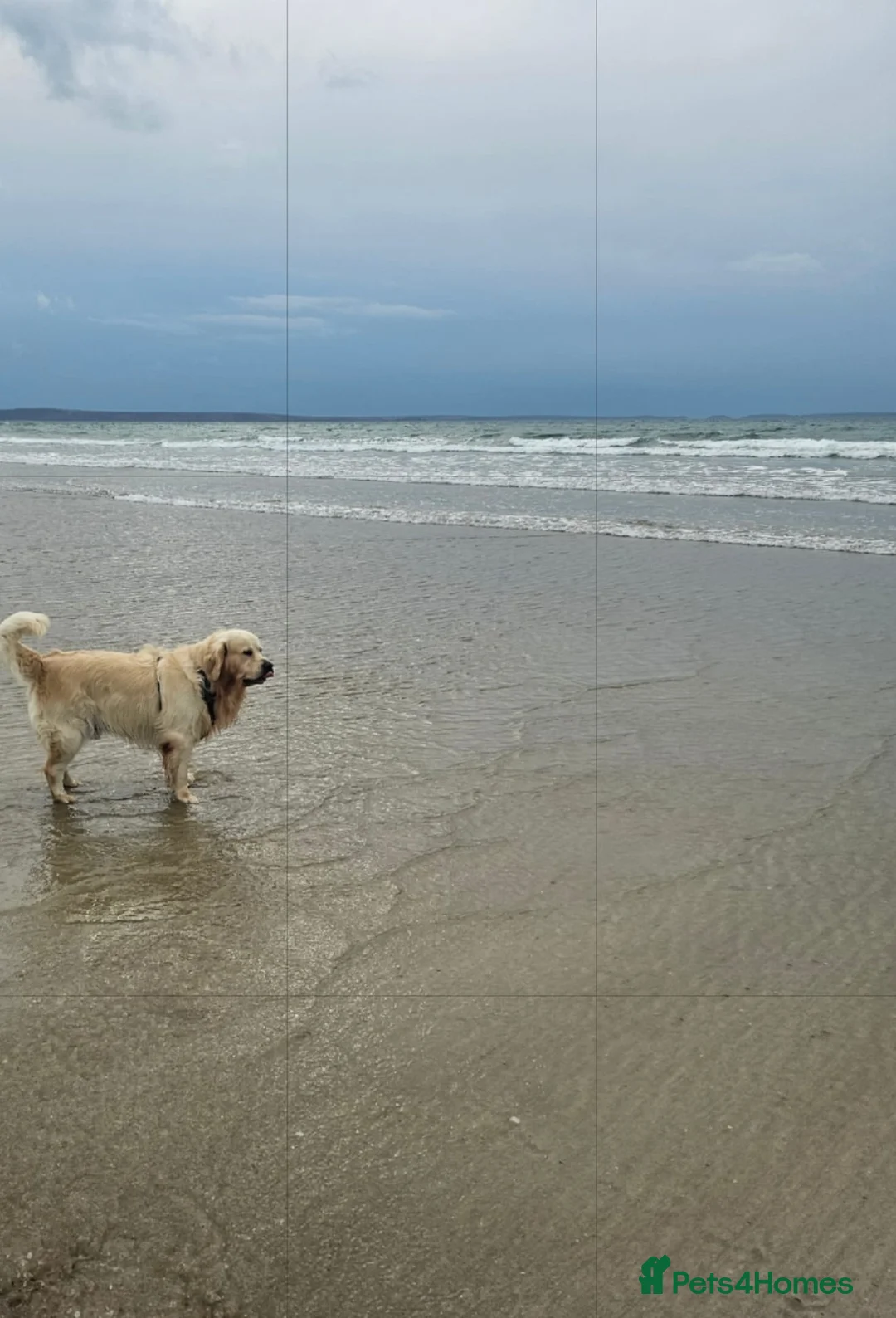 Golden Retriever dogs for sale: Lovely Golden retriever puppy ❤️ - Advert 7