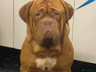 Dogue De Bordeaux dogs in Spalding - Advert 3