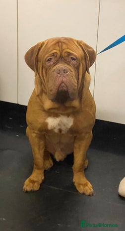 Dogue De Bordeaux dogs for stud in Spalding - Advert 2