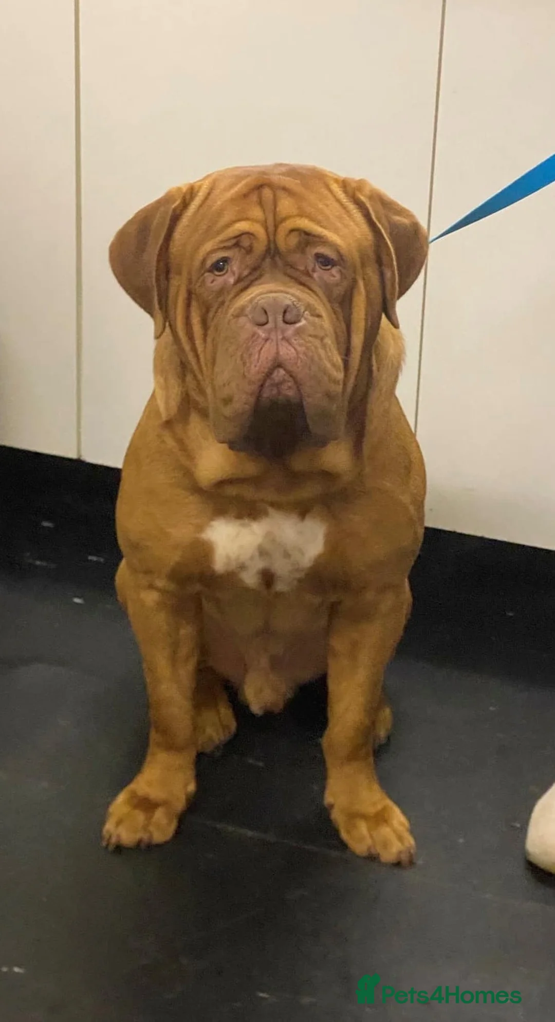 Dogue De Bordeaux dogs for stud: KC Proven Dogue de Bordeaux Stud in Spalding - Advert 1