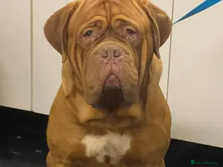 Dogue De Bordeaux dogs KC Proven Dogue de Bordeaux Stud in Spalding - Advert 1