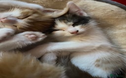 Domestic Shorthair cats for sale: Dog friendly!  - Image 5
