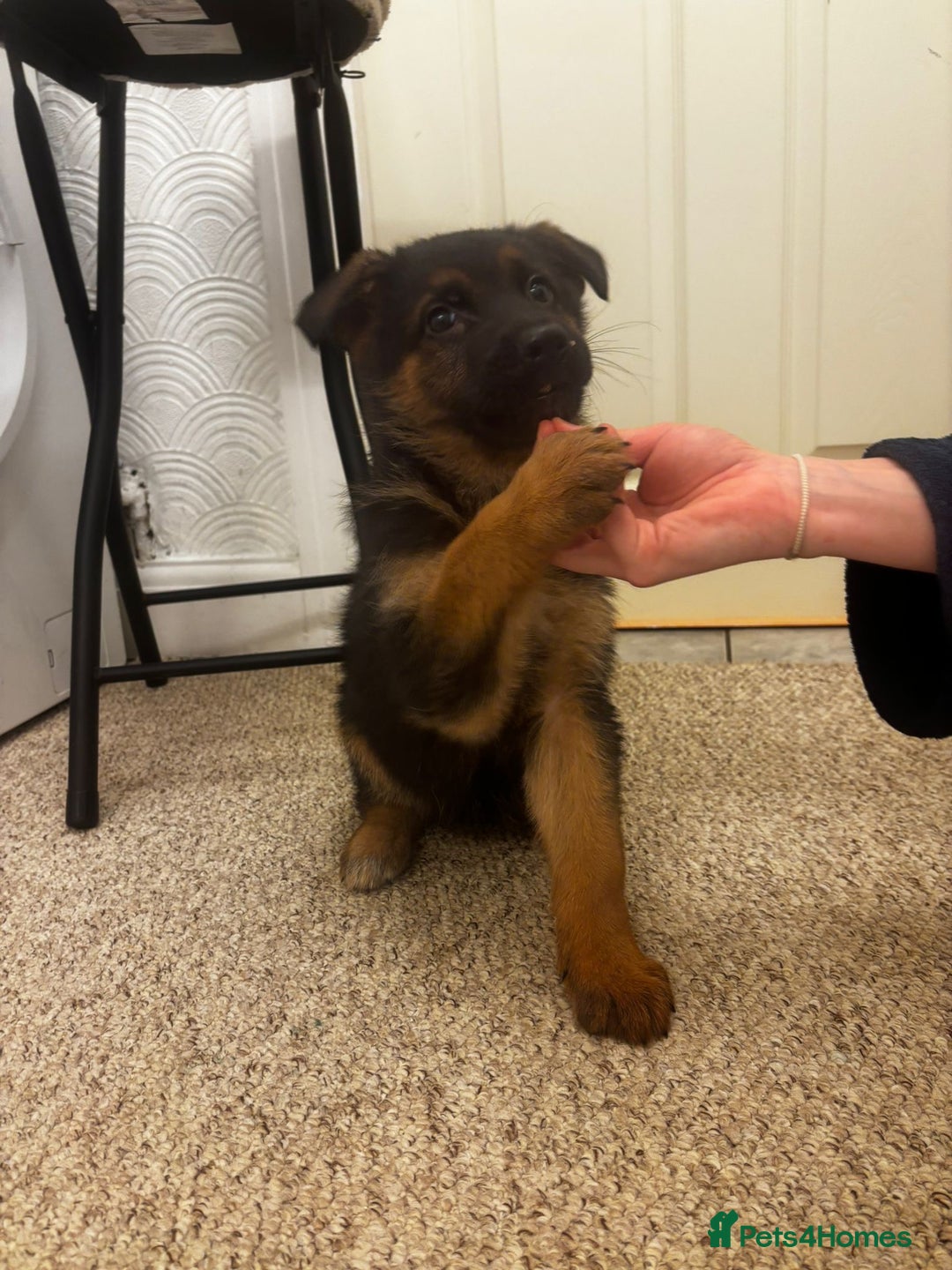 German Shepherd dogs for sale: Bloodline German shepherd puppy’s  - Advert 11