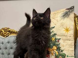 Maine Coon cats Maine Coon Kittens with Elite Heritage 🌟🌟🌟🌟🌟 - Advert 5