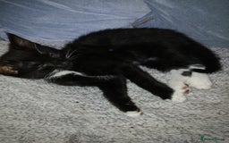 Mixed Breed cats for sale: 1 Beautiful black and white girl left  - Image 9