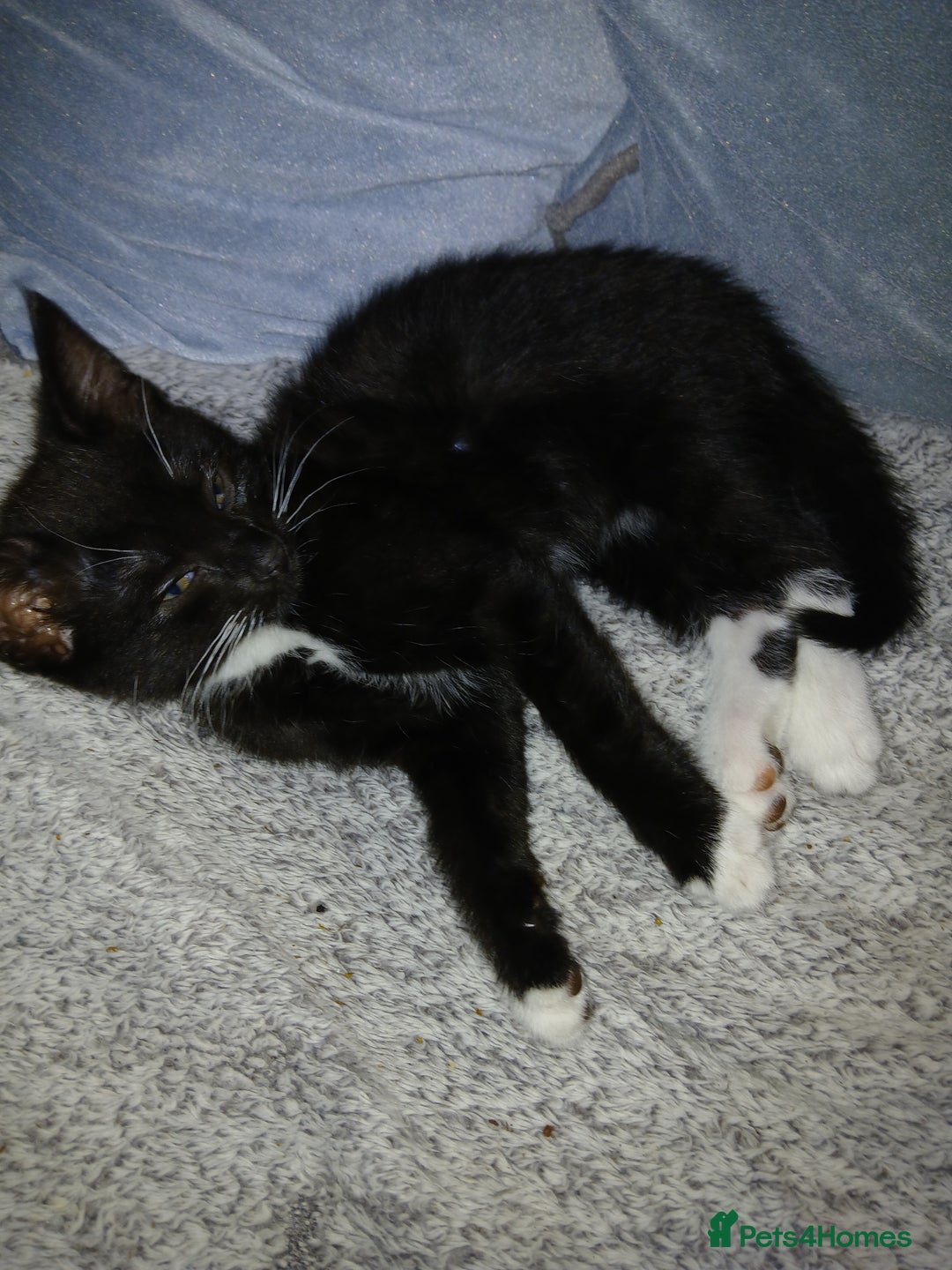 Mixed Breed cats for sale: 1 Beautiful black and white girl left  - Image 9