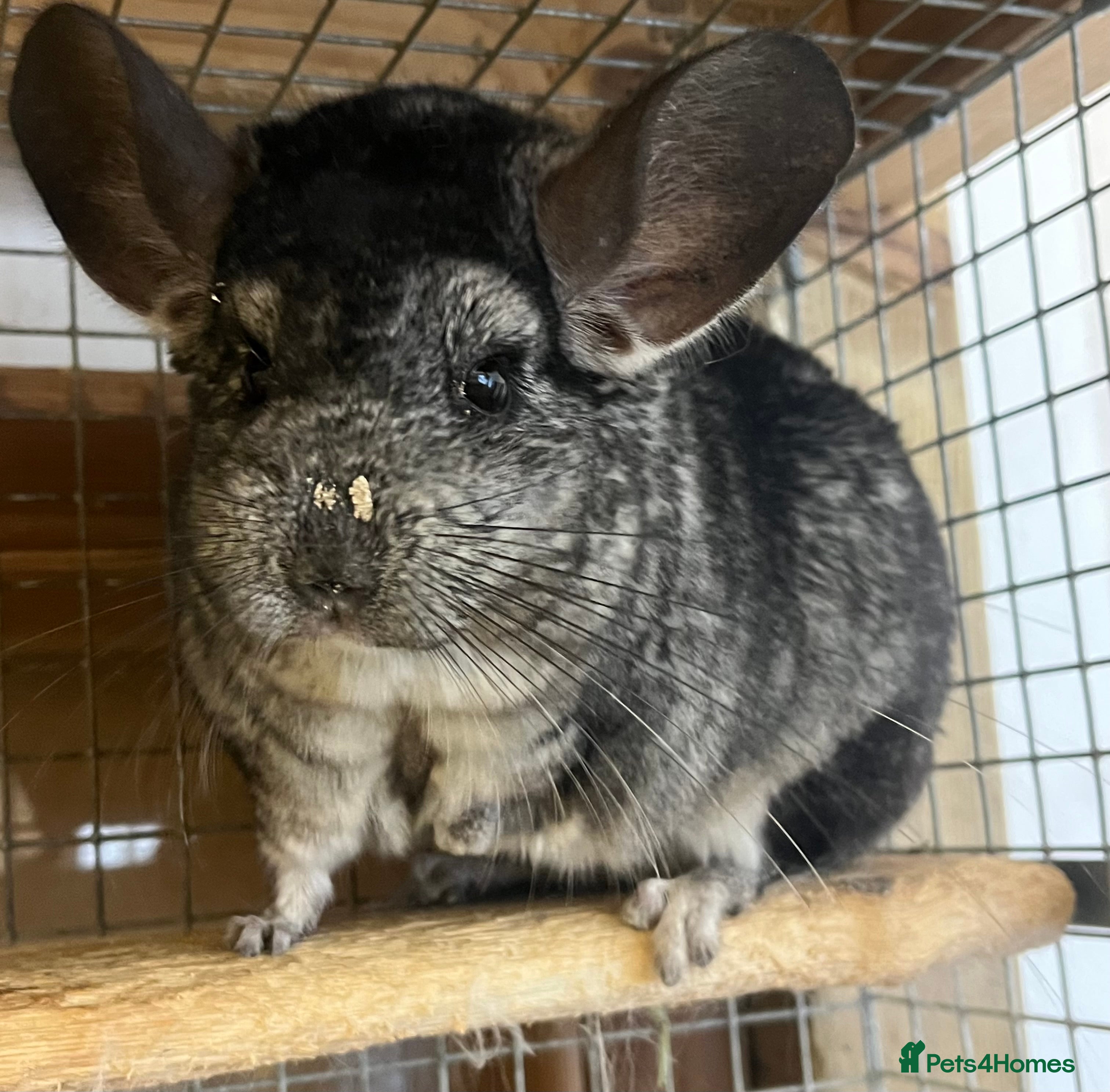 Chinchilla rodents Bonded pair of Chinchillas (Gillingham Dorset)  - Advert 9