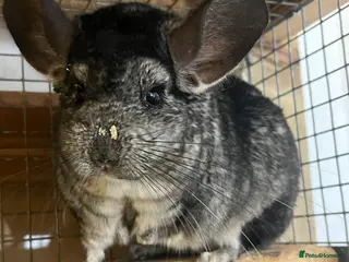 Chinchilla rodents Bonded pair of Chinchillas (Gillingham Dorset) - Advert 8