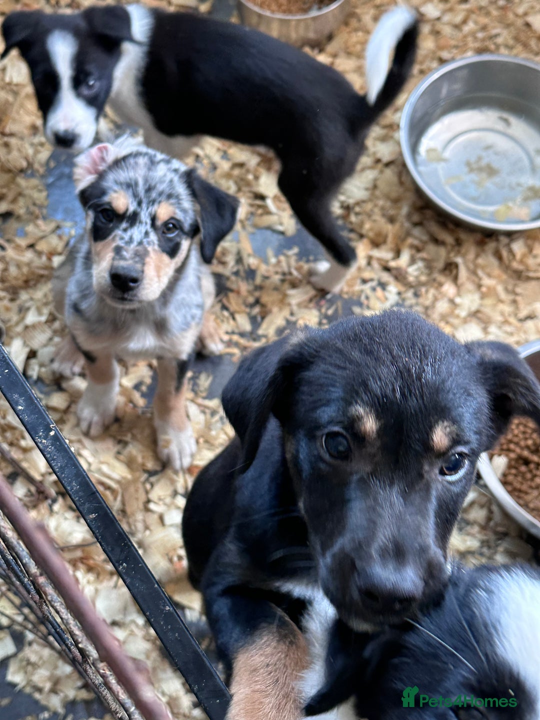 Mixed Breed dogs for sale: Kelpie x Border Collie pups available for new home - Image 9