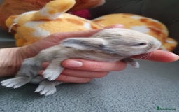 Lionhead rabbits for sale: Baby bunny's mixed lionhead /northern dwaf - Image 1