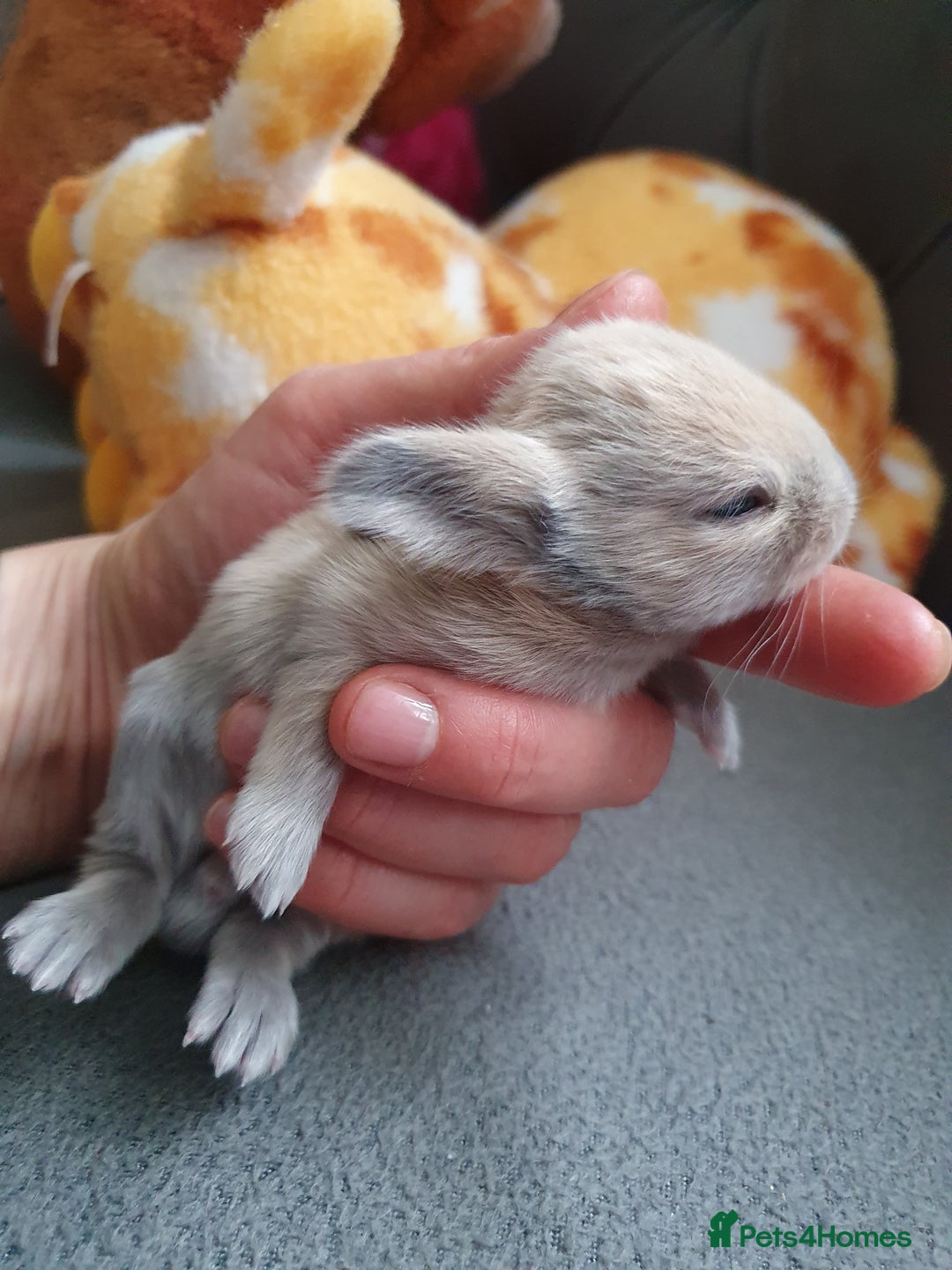 Lionhead rabbits for sale: Baby bunny's mixed lionhead /northern dwaf - Image 1