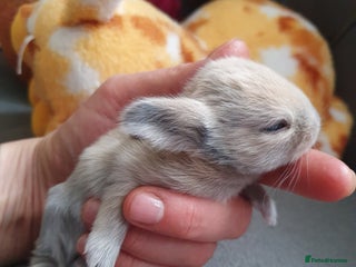 Lionhead rabbits - Advert 7