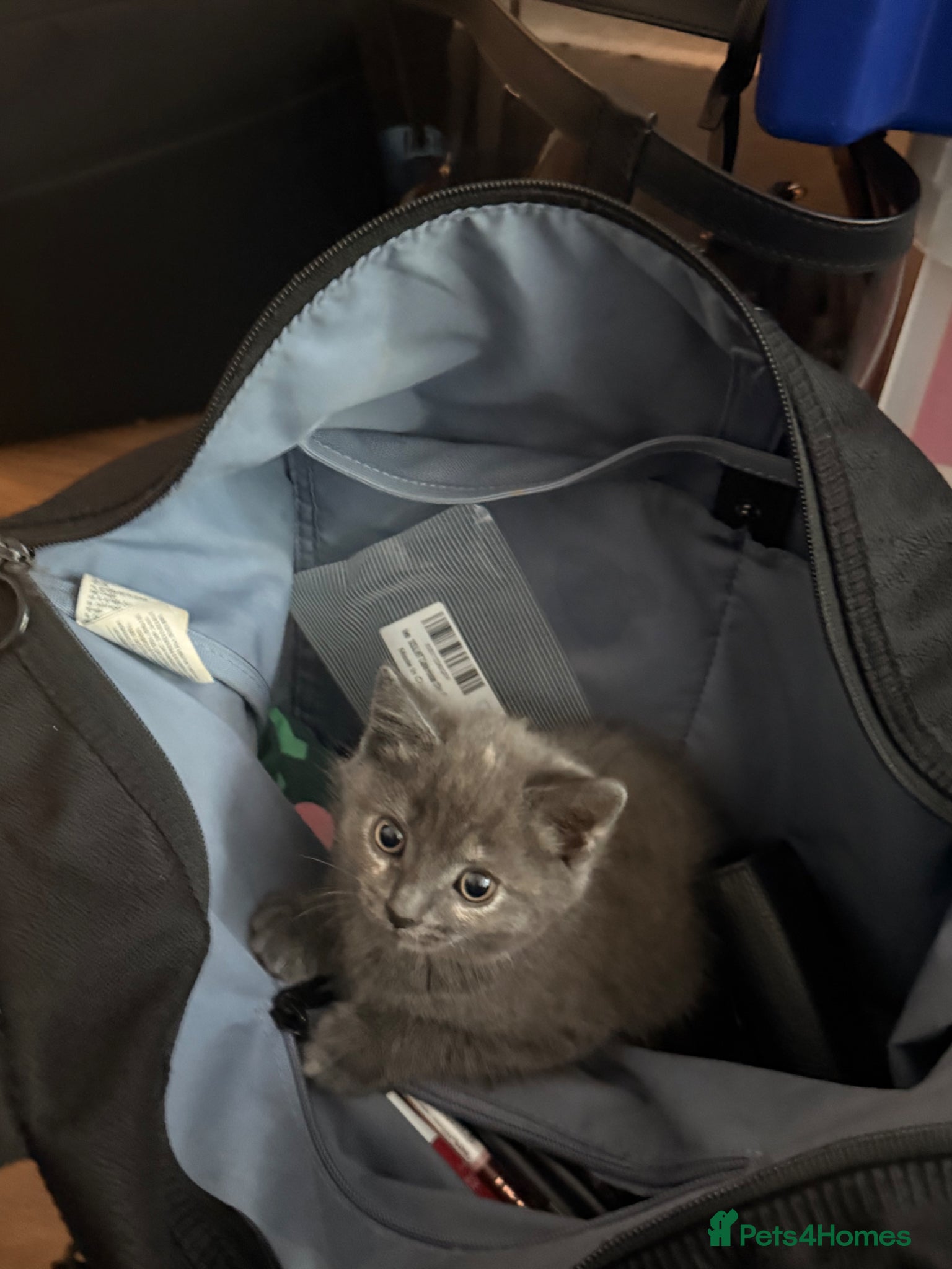 Mixed Breed cats Adorable 7-Week-Old Kitten Ready for Loving Home! - Advert 2