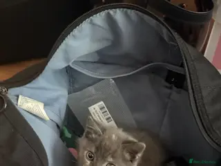Mixed Breed cats Adorable 7-Week-Old Kitten Ready for Loving Home! - Advert 10
