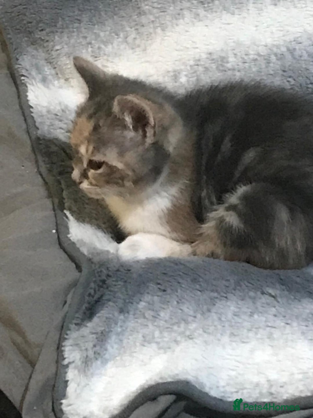 Mixed Breed cats for sale: 5 beautiful 11week old kittens for sale - Advert 14