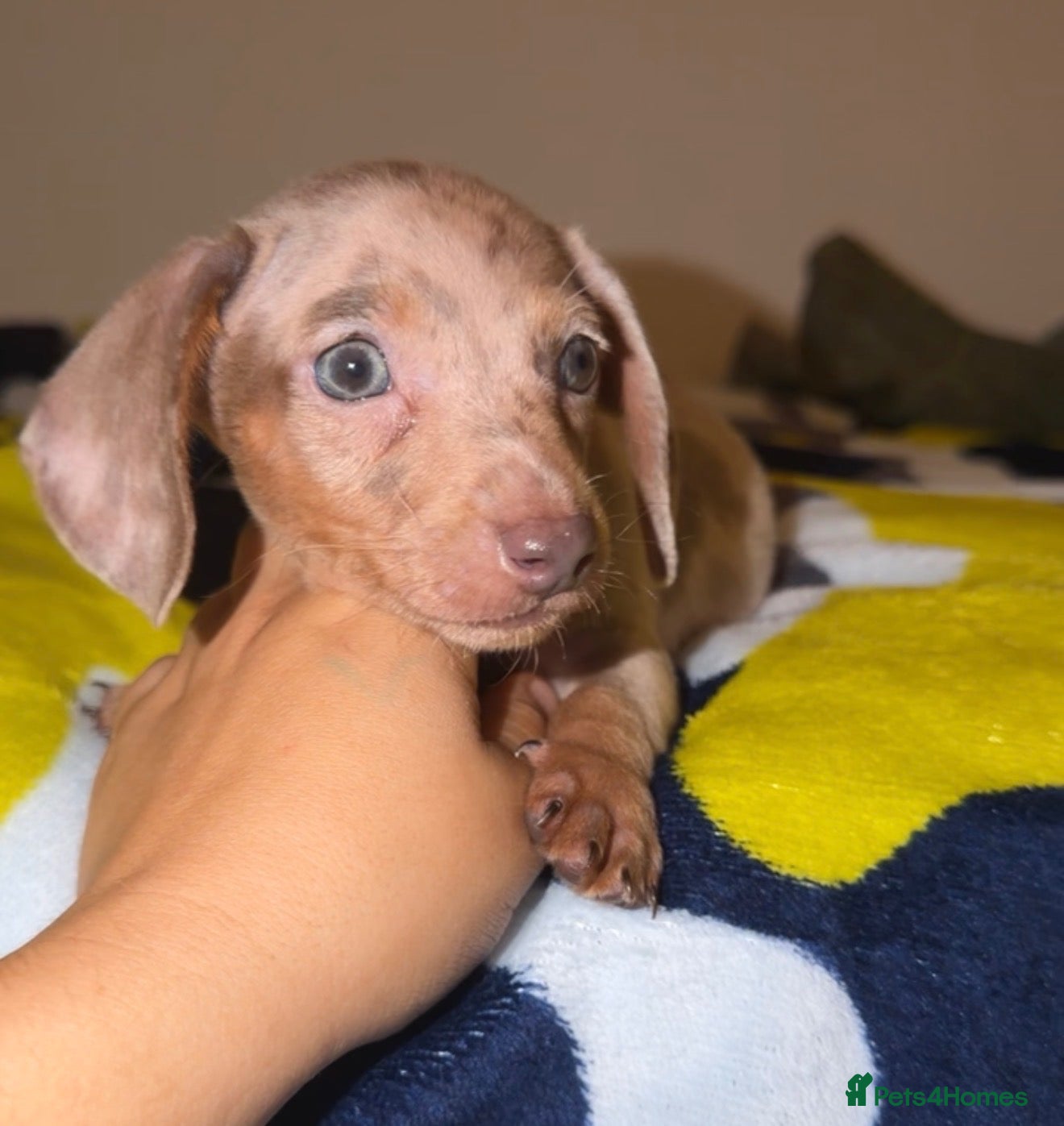 Miniature Dachshund dogs Miniature dachshunds - Advert 4