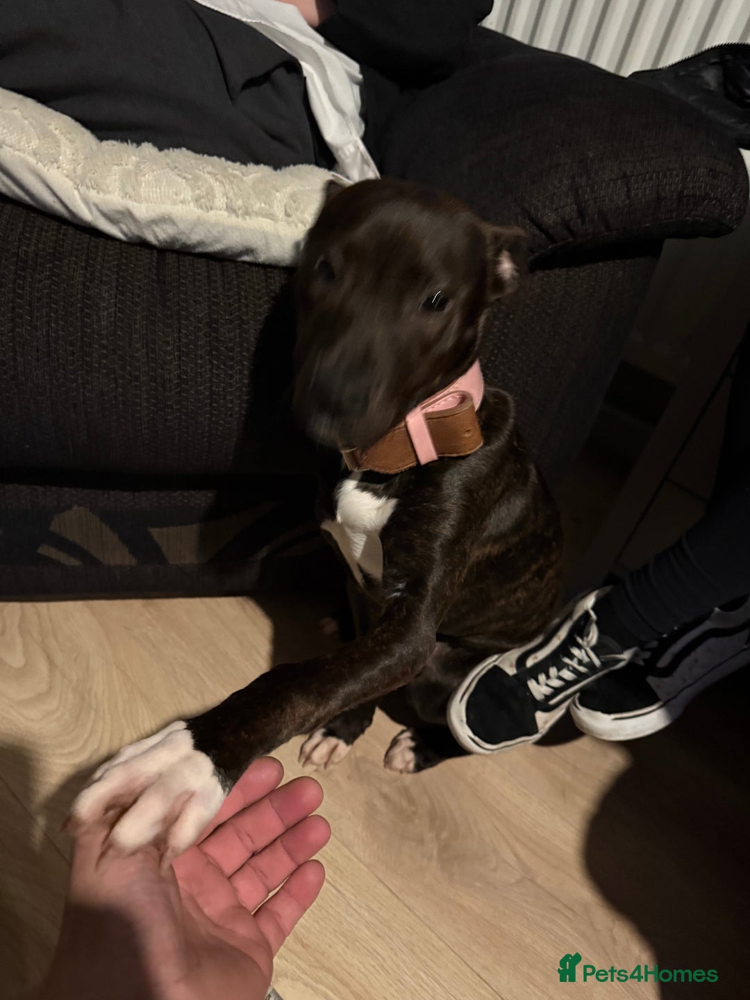 Staffordshire Bull Terrier dogs for sale: Little lady Nova - Advert 4