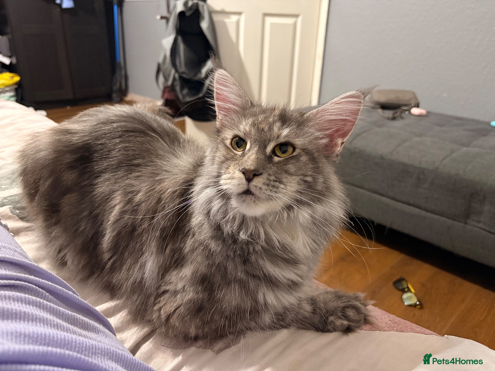 Maine Coon cats Amazing blue tortie girl  - Advert 1