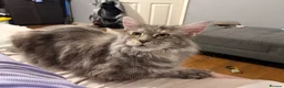 Maine Coon cats for sale: Amazing blue tortie girl  - Advert 2