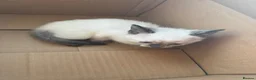 Mixed Breed cats for sale: Ragdoll x siamese in Melksham - Advert 3