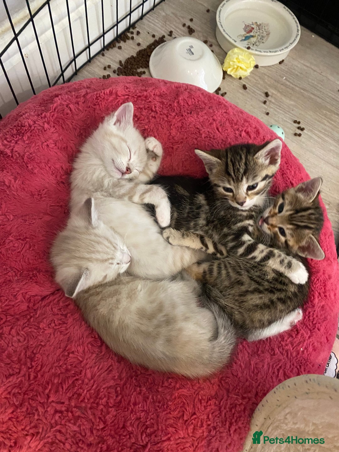 Bengal cats for sale: Bengal Cross Kittens  - Image 15